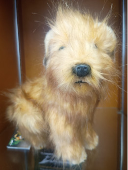 Hansa Norfolk Terrier Hansa Norfolk Terrier