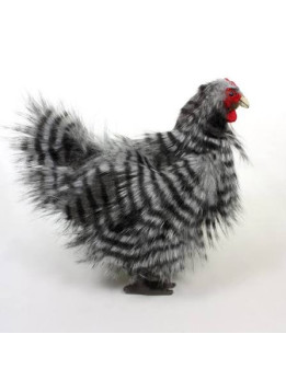 Hansa Japanese Chicken Hansa Japanese Chicken